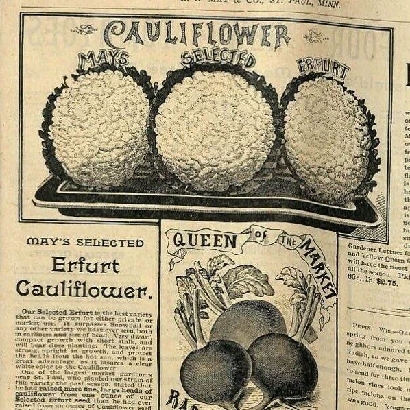 Scarce Vintage 1892 L.L. May Northern Grown Seeds Plants Catalog pages 3-14