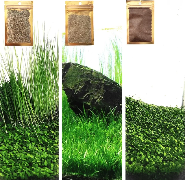 3 Fresh Water Live Plant Seeds for Aquarium and Fish Tank, 3 Different Aquatic P