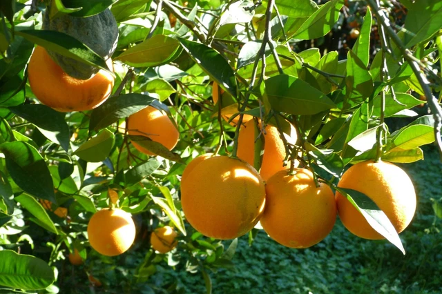 Arance di Sicilia bio Tarocco da Spremuta 18kg