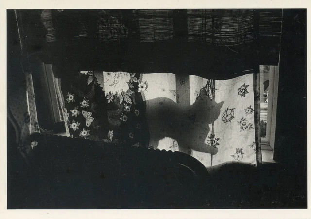 Postcard / Carte Postale / Illustrateur Francois Le Diascorn / Chat / Cat
