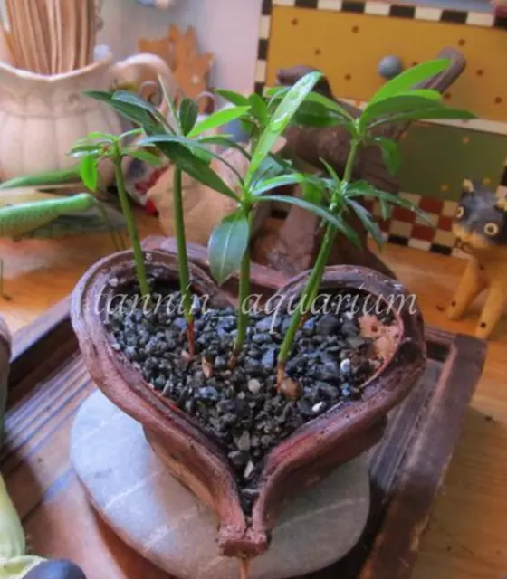5 piezas vaina de esterculia decoración floral natural artesanías botánicos secos popurrí 12