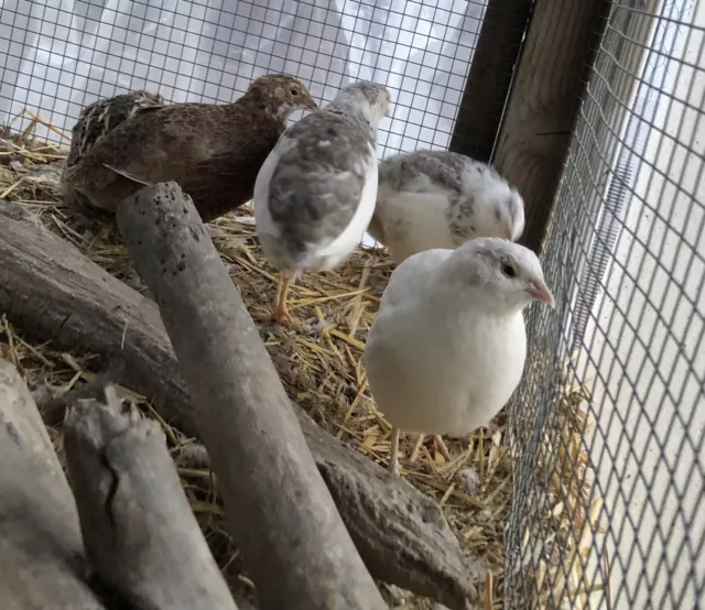 24 Assorted Coturnix Quail Hatching Eggs. Pharaoh, White, Tuxedo & Celadon.