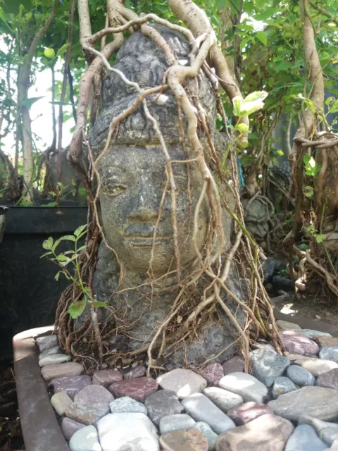 Outdoor Bonsai Shiva Buddha Büste Feldahorn Acer campestre & Weißdorn crataegus