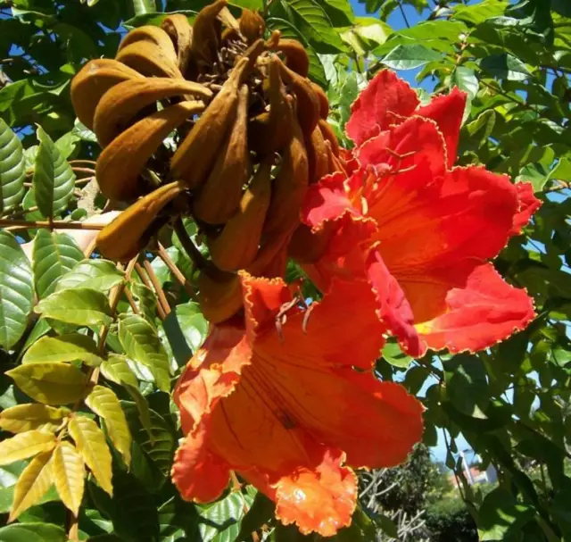 5 Seeds Tulip Tree Of Gabon, Spathodea Campanulata