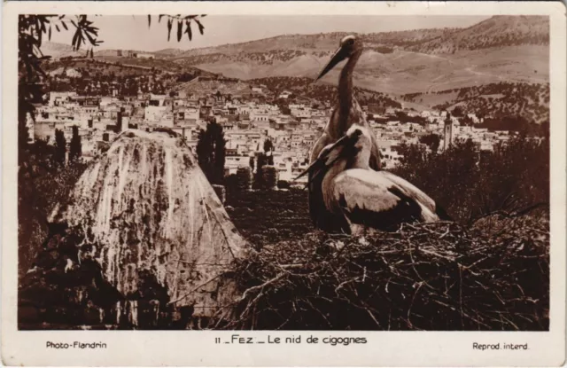 CPA AK MAROC FEZ Le nid de cigognes Flandrin (37770)