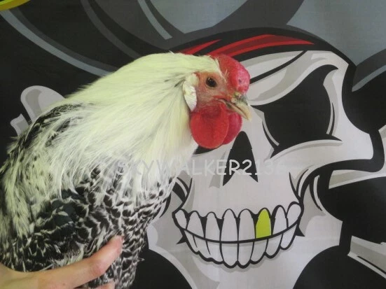 18+ SUPER RARE Silver Deathlayer Chicken fertile hatching eggs