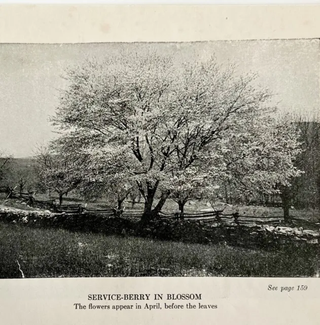 1917 Serviceberry Blossom Trees Lithograph Print Antique Nature Ephemera 8 x 5"