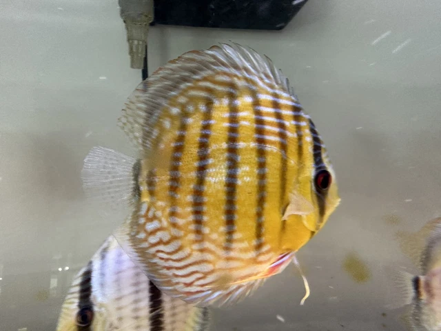 XL WC Tank Raised Royal Discus 6-7”-Live Freshwater Tropical Aquarium Fish