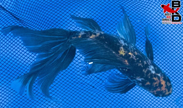 8" CALICO FANTAIL GOLDFISH Live Koi Fish Garden Pond Fin BKD G1 3