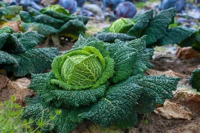 CABBAGE 'Savoy Vertus' 150 seeds WINTER VEGETABLE GARDEN unusual FRENCH HEIRLOOM