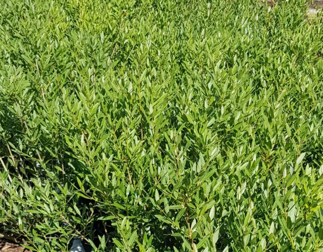 Phillyrea angustifolia / Filaire à feuilles étroites / Conteneur de 3 à 4 litres