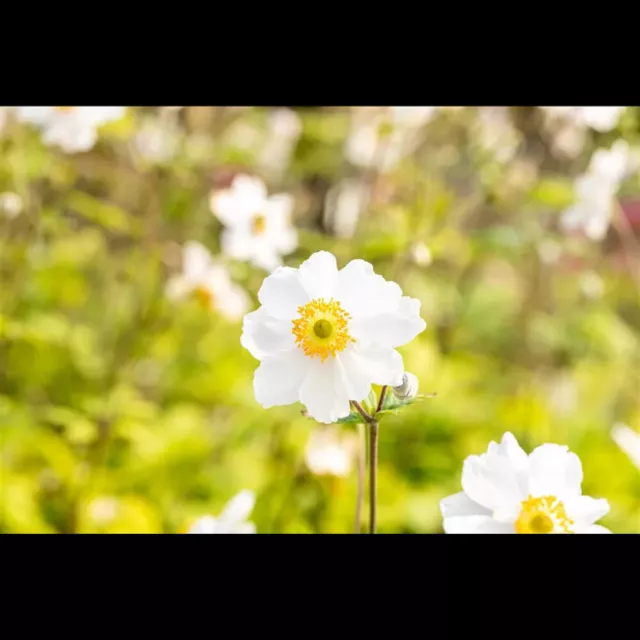 Anemone x japonica 'Whirlwind' - Garten-Herbst-Anemone 'Whirlwind' - 9cm Topf