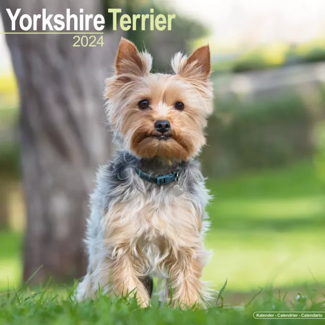 YORKSHIRE TERRIER CALENDARIO 2024 Muro razza cane Yorkie 15 SCONTO