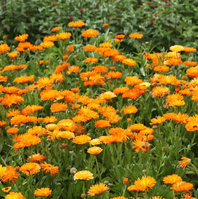 Pot Marigold Calendula Officinalis Hardy Annuals 10g Approx 1200 Flower Seeds