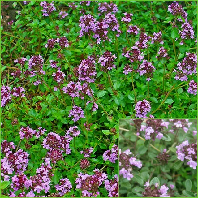 Creeping Thyme (THYME SERPYLLUM ) 50+ Seeds Grow HERBS