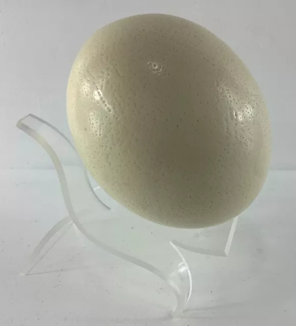 Huevo vacío de avestruz volado (6"" L x 5"" W) con soporte