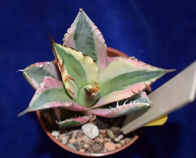 Agave Titanota SNAGGLE TOOTH -Variegated cactus & succulent -beige