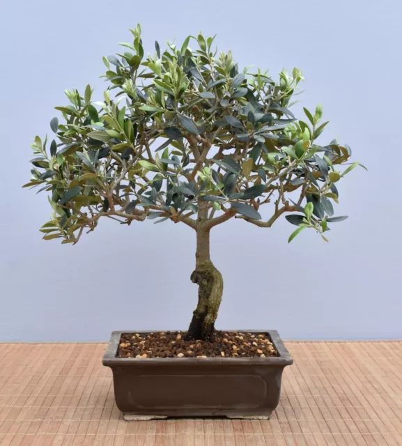 Bonsai Mediterran, Olive (Olea europaea) 24050 | Bonsai-Müller