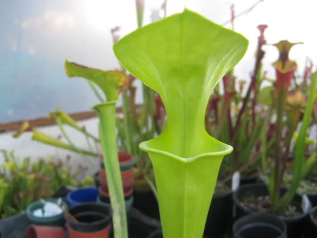 Carnivorous Plant - Sarracenia flava var maxima - 20+ seeds (March 2024)