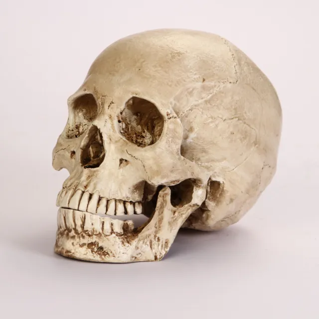 Lifesize Realistic Human Skull Replica Resin Model Anatomical Halloween Decor d