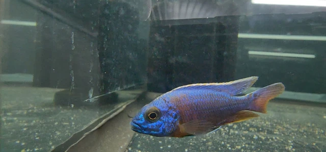 2-2.5" Male Red Shoulder Peacock (Aulonocara Sp.) Colored Up African Cichlid 