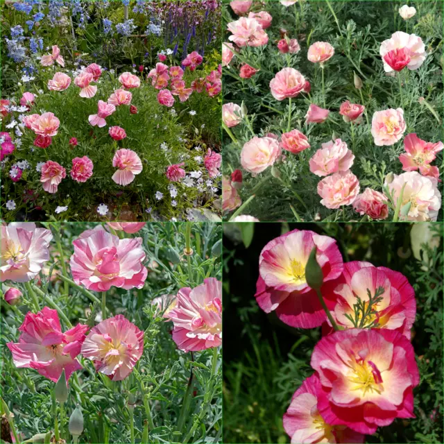 CALIFORNIAN POPPY CALIFORNICA FRILLED ROSE 55+Seeds FLOWERS Beautiful GARDEN