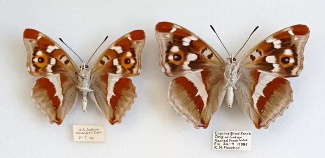 A Lovely Pair Of British Purple Emperor From Sussex And Hampshire