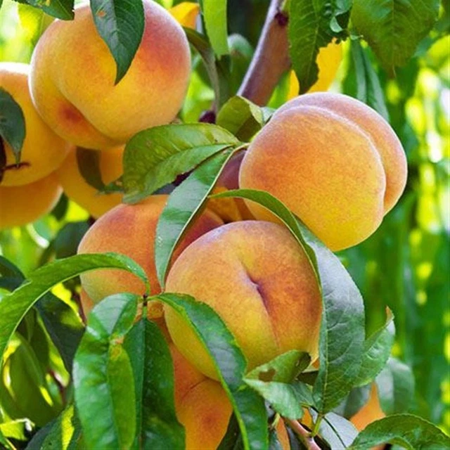 POWERS TO FLOWERS - PIANTA DI PESCO, PESCA DI MERENDELLA, VASO - Foto 2