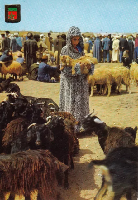 Antique Moroccan Cattle Market Postcard