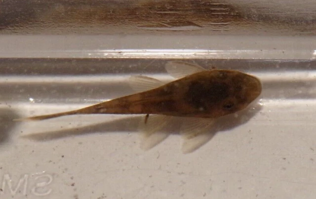 Tank Bred Standard GREEN DRAGON Bristlenose Pleco 1+ inch 3