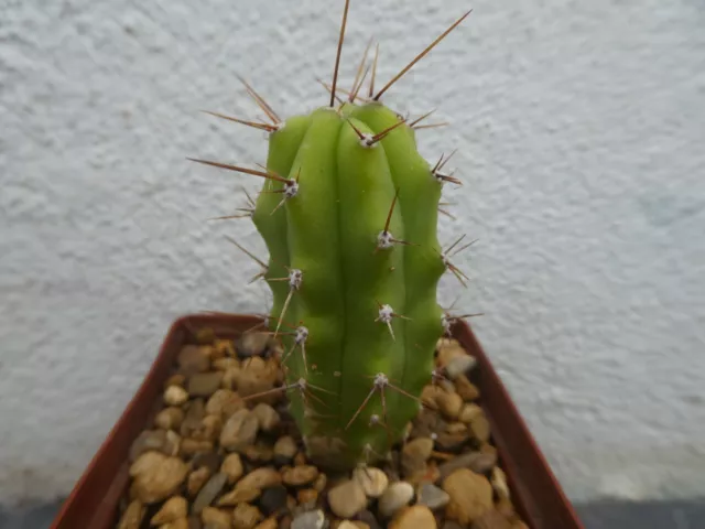 TRI BRIDGESII, abgebildet in 6,5 cm Topf, schön, gesund, Kaktus