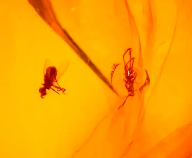 Spider with Fly and Bivalve Shell in Burmite Amber Fossil Gemstone Dinosaur Age