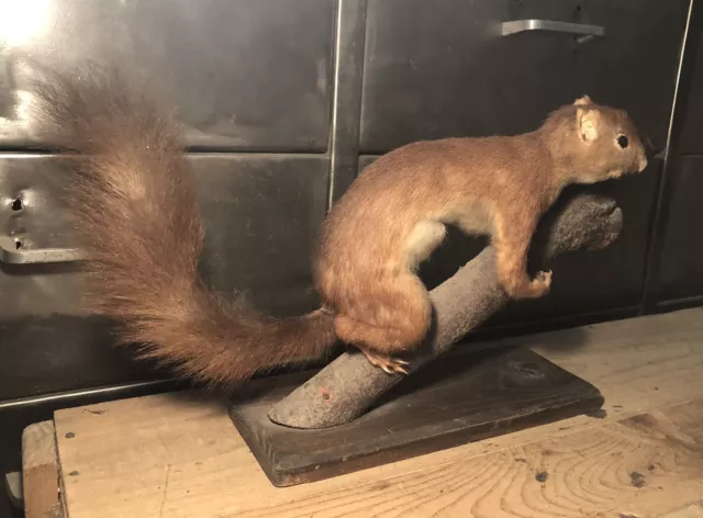 Taxidermie Cabinet De Curiosité Écureuil Roux Sur Sa Branche L 36 Cm 3