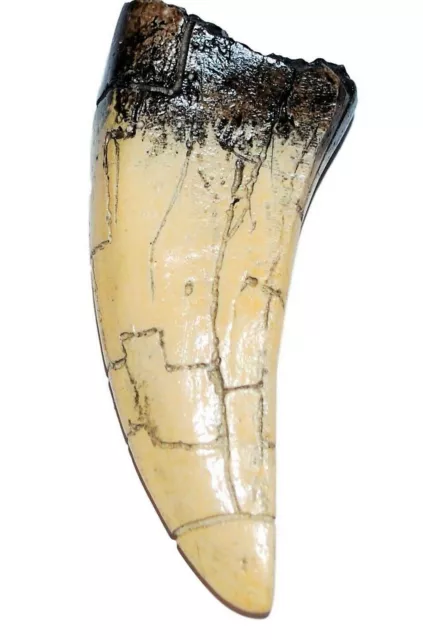 Tyrannosaurus Tooth Direct Cast Replica T-rex Dinosaur Jurassic Relic Bone Fang