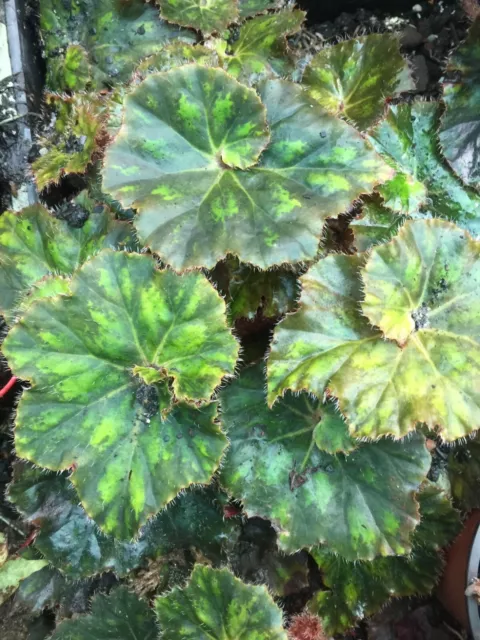 Begonia  Rialto   ..Outstanding New Release