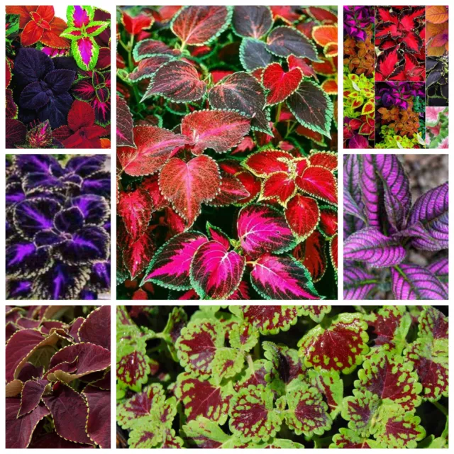 Coleus Rainbow Collection Mixed Seeds Blue Purple Black Pink Variegated Leaves