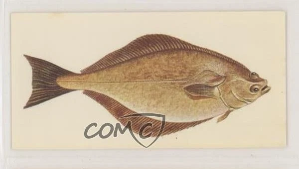1978 CARRERAS CRAVEN Black Cat Sport Fish Tobacco Halibut #42 z6d £2.58 ...
