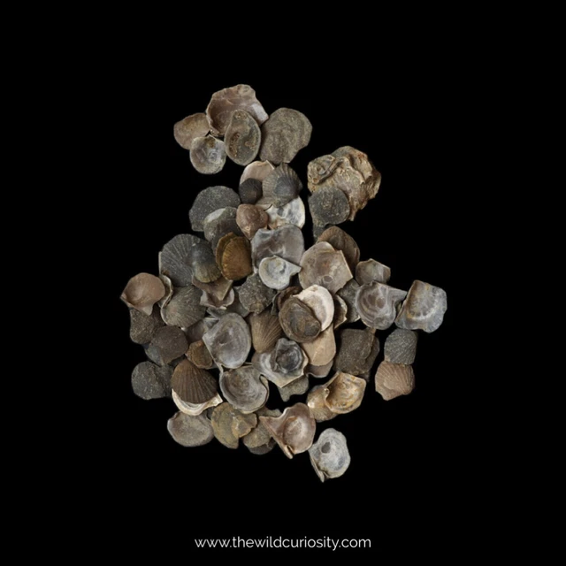 Miniature Fossil Shells x 12 | Gastropod Fossils | Prehistoric Creature | Gifts