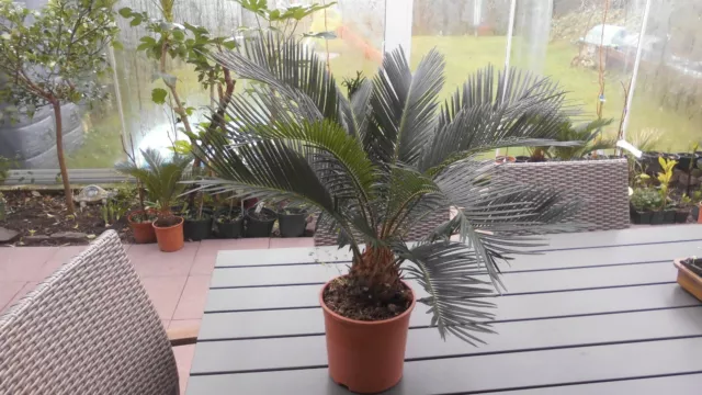 1 x Cycas Revoluta Palmfarn Sagopalme Zimmerpflanze