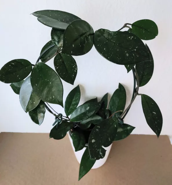 *Neu* Hoya Carnosa, gesprenkelt, ca. 40 cm hoch  Porzellan/Wachsblume BIO