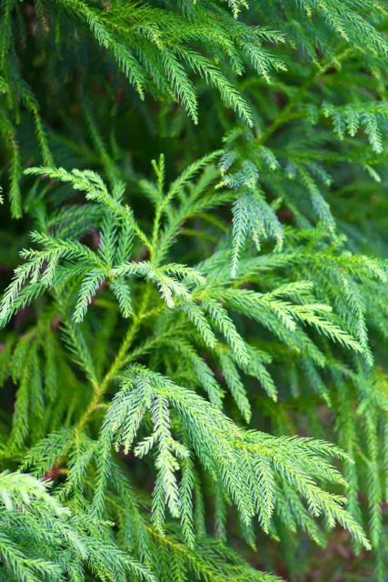 SAMEN Garten Pflanzen Samen winterharte Zierpflanze Saatgut Baum SICHELTANNE Zie