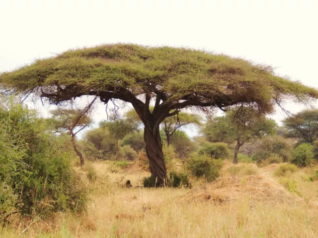 50 semillas de árboles de acacia tortilis, semillas de espina paraguas, semillas de Vachellia tortilis