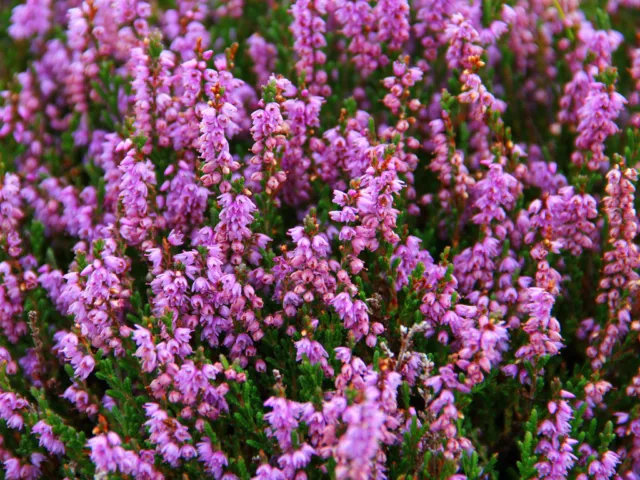 Scottish Heather - 1000 seeds - Calluna vulgaris - Purple Flowered Perennial