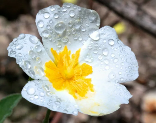 CISTUS SALVIFOLIUS ** Cisto bianco white Rock Rose (50 semi)