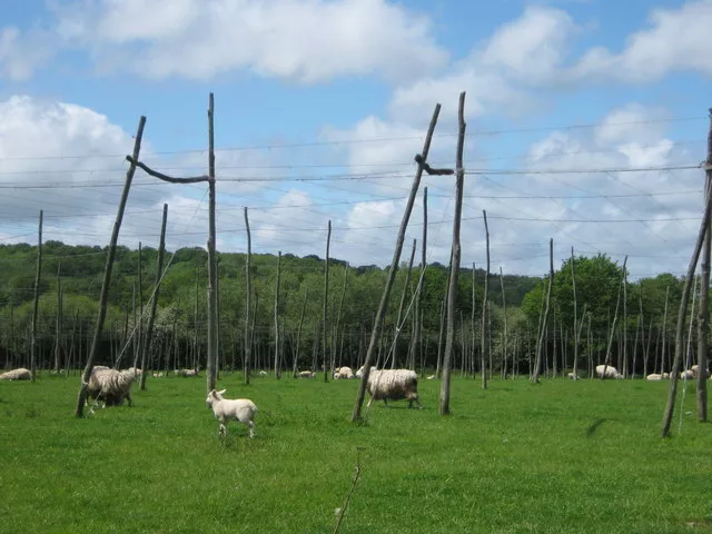 Photo 6x4 Sheep in Hop Field Curtisden Green This large hop field seems t c2009