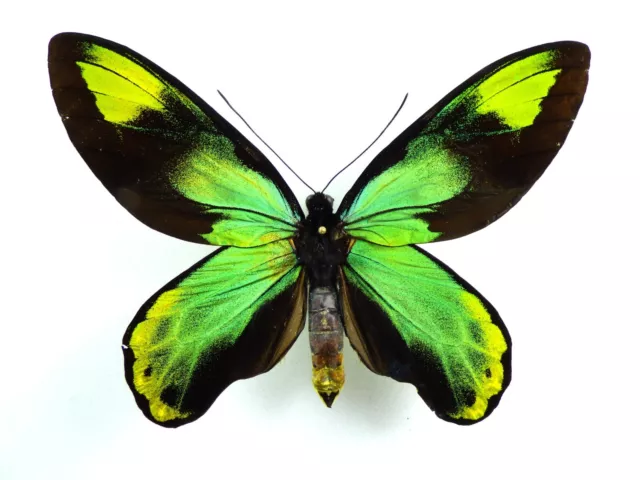 Ornithoptera victoriae epiphanes #1 Männchen