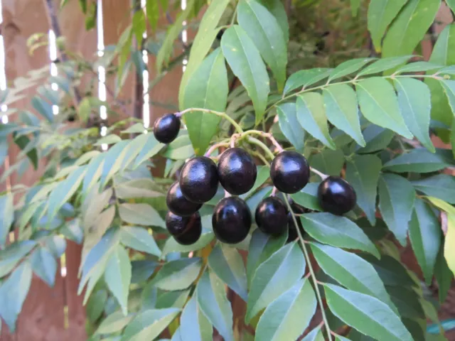 Seeds Curry Leaf 5x Berries Freshly Picked Bush Organic Murraya koenigii Tree.