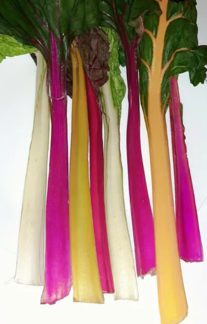 ACELGA ARCOIRIS mezcla de colores  300 semillas frescas