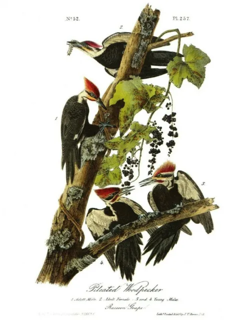 Audubon WOODPECKERS (Lot of 3) Pileated , Red Headed, Gold Winged  10x8