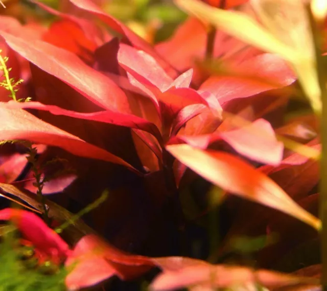 piante vere vive 12x12 cm acquario acqua dolce tropicale muschio di  singapore